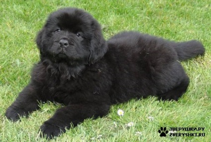 Newfoundland (búvár) - a forrása a jó hangulat (állandó) Newfoundland (búvár) - a forrása a jó hangulat