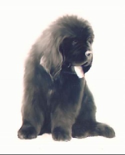 Newfoundland (búvár) - a forrása a jó hangulat (a kutya) Newfoundland (búvár) - a forrása a jó hangulat
