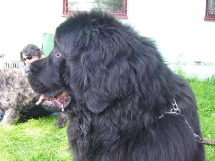 Newfoundland (búvár) - a forrása a jó hangulat (merülés) Newfoundland (búvár) - a forrása a jó hangulat