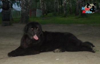 Newfoundland (búvár) - a forrása a jó hangulat (a kutya) Newfoundland (búvár) - a forrása a jó hangulat