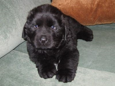 Newfoundland (búvár) - a forrása a jó hangulat (bernáthegyi) Newfoundland (búvár) - a forrása a jó hangulat