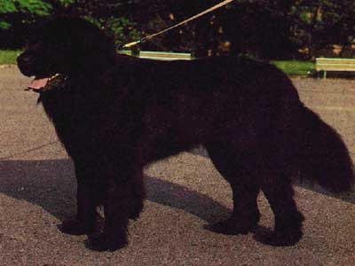 Newfoundland (búvár) - a forrása a jó hangulat (Newfoundland) Newfoundland (búvár) - a forrása a jó hangulat