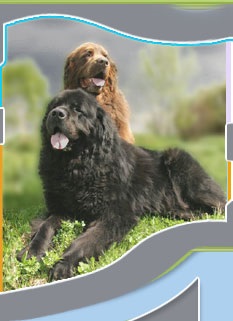 Newfoundland (búvár) - a forrása a jó hangulat (állandó) Newfoundland (búvár) - a forrása a jó hangulat
