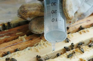 Feldolgozása méhek Bipin t utasítást 1 ml mennyiségben a készítményre, a módszerek a kezelés és hatékony módszerek