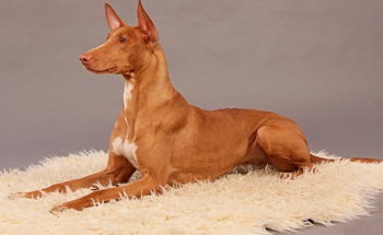 Áttekintés Breed Fáraókutya (egyiptomi kutya) szabvány, a gondozás és fotó