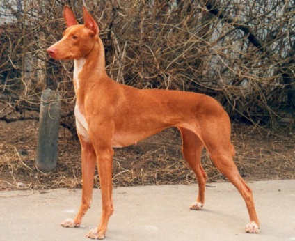 Áttekintés Breed Fáraókutya (egyiptomi kutya) szabvány, a gondozás és fotó