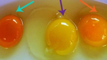Mit lehet mondani a színes csirke tojássárgája