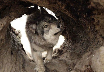kutyafajta leírása Saarloos Wolfdog (saarlusvolfdoґ) áttekinti a tulajdonosok és a képek (farkas) kutyafajta leírása Saarloos Wolfdog (saarlusvolfdoґ) áttekinti a tulajdonosok és fotók