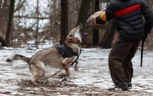 kutyafajta leírása Saarloos Wolfdog (saarlusvolfdoґ) áttekinti a tulajdonosok és a képek (sarlosa) kutyafajta leírása Saarloos Wolfdog (saarlusvolfdoґ) áttekinti a tulajdonosok és fotók
