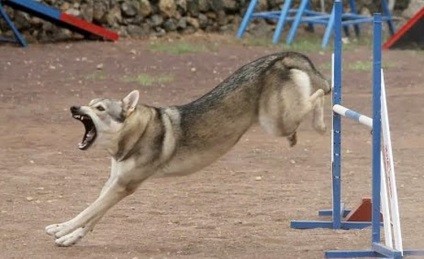 kutyafajta leírása Saarloos Wolfdog (saarlusvolfdoґ) áttekinti a tulajdonosok és a képek (farkas) kutyafajta leírása Saarloos Wolfdog (saarlusvolfdoґ) áttekinti a tulajdonosok és fotók