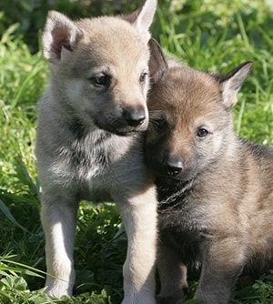 Leírása kutyafajta Saarloos Wolfdog (saarlusvolfdoґ) a tulajdonos és a fotó (kutya) kutyafajta leírása Saarloos Wolfdog (saarlusvolfdoґ) áttekinti a tulajdonosok és fotók