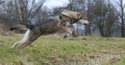 Leírása kutyafajta Saarloos Wolfdog (saarlusvolfdoґ) a tulajdonos és a fotó (kutya) kutyafajta leírása Saarloos Wolfdog (saarlusvolfdoґ) áttekinti a tulajdonosok és fotók