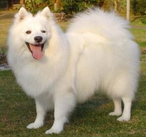 Leírás Japán Spitz kutyák számára (kutya) Leírása kutyafajta japán Spitz