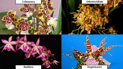 Orchid Cumbria - ellátás az otthoni és az átültetést