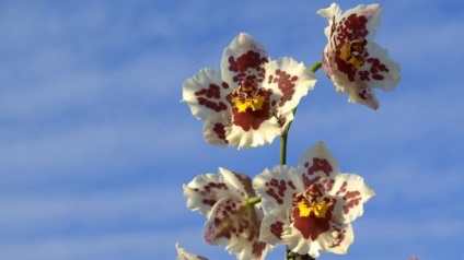 Orchid Cumbria - ellátás az otthoni és az átültetést