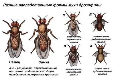 Hol vannak a szúnyogok szaporodnak, és hogyan (hol) Hol vannak a szúnyogok fajta és milyen