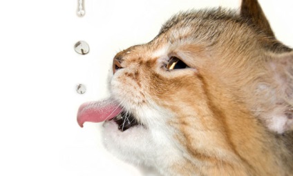 Mérgezés Macskák - okai, tünetei, kezelés, élelmiszer