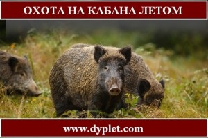 Vadászat a vaddisznó a nyár (vaddisznó) Vadászat a vaddisznó a nyáron