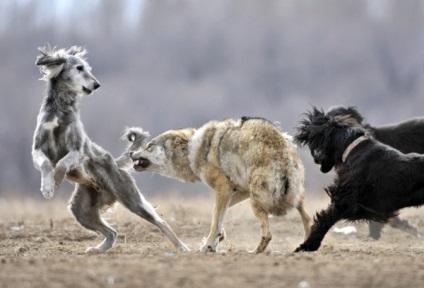 Vadászat a kutyákat egy nyúl, róka, vaddisznó, farkas; Magyar jellegét Gonchakov