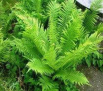 Fern - legendák és hiedelmek a színeket (az éjszakai Ivana Kupalu) Fern - legendák és hiedelmek színek