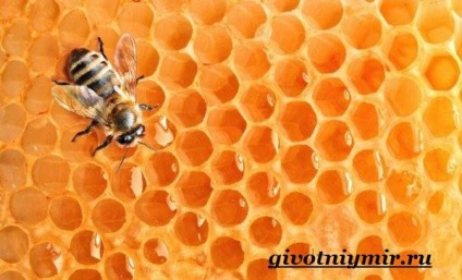 méh rovar