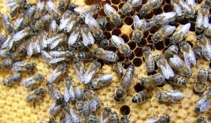 Buckfasti méh Fajtajegyei, vonalak, alakzatok (fotók)
