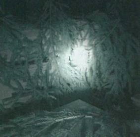 A méhek téli (Winter) téli méhek