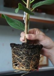 Ficus transzplantációs otthon