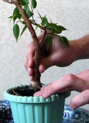 Ficus transzplantációs otthon