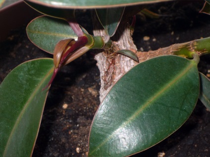 Ficus transzplantációs otthon fotók, videók