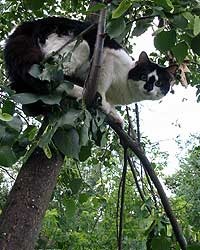 Személyes oldal - aki segít a macska le a fáról