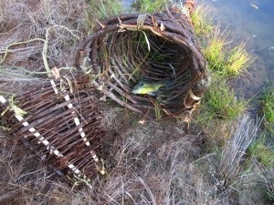 Szőtt csapda a hal (halcsapdát), megjegyzi, túlélésre (fonott) Szőtt csapda a hal (halcsapdát) túlélésre jegyzetek