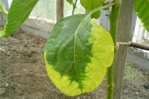 Fehérített levelei paprika üvegházi - a mágikus növények