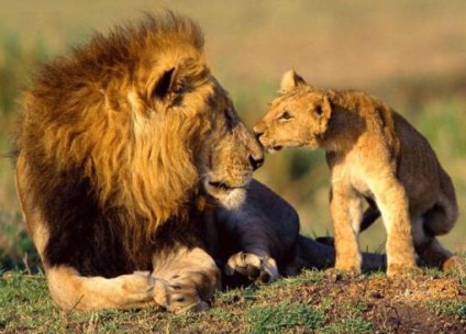 Miért oroszlán - az állatok királya
