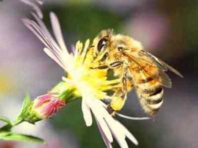 Miért méhek tartoznak a rovarok tények
