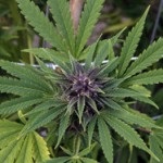 Öntözés marihuána növények a szabadban nő - kendertermelő, marihuána, kannabisz szabadban
