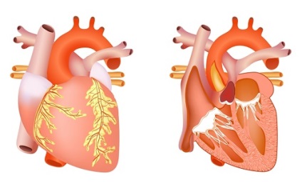 Paradicsom a gastritis és ezek hatását a gyomornyálkahártya (gyomor) Paradicsom gyomorhurut és azok hatása a gyomor nyálkahártyájának
