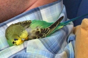 Папуга постійно спить чому