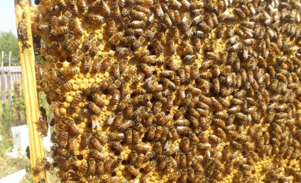 Breed Buckfasti méhek és azok jellemzőit és leírás