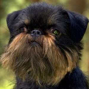 Kutya Breed belga Griffon (Griffin) Belga Griffon Dog Breed
