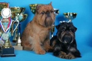 Kutya Breed belga Griffon (Griffin) Belga Griffon Dog Breed