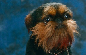 Kutya Breed belga Griffon (block data-ad-kliens ca-pub-6015870235330188) Belga Griffon Dog Breed