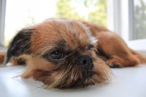 Kutya Breed belga Griffon (Griffin) Belga Griffon Dog Breed