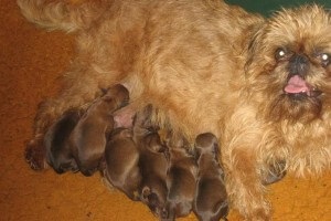 Kutya Breed belga Griffon (belga) Belga Griffon Dog Breed
