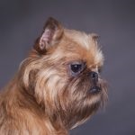 kutyafajta Griffon (55 fotó) sima szőrzet, egy belga, egy leírást (belga) Griffon kutyák számára (55 fotó) sima szőrzet, egy belga, egy leírást