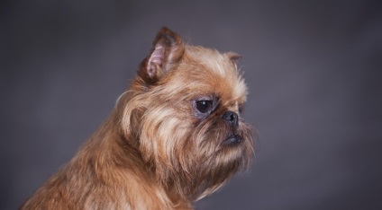 kutyafajta Griffon (55 fotó) sima szőrzet, egy belga, egy leírást (sima szőrzet) Griffon kutyák számára (55 fotó) sima szőrzet, egy belga, egy leírást