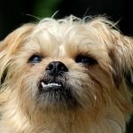 kutyafajta Griffon (55 fotó) sima szőrzet, egy belga, egy leírást (sima szőrzet) Griffon kutyák számára (55 fotó) sima szőrzet, egy belga, egy leírást