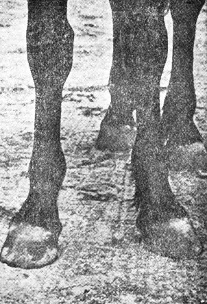 Staging mellső lábai 1952 - egy könyvet lovak