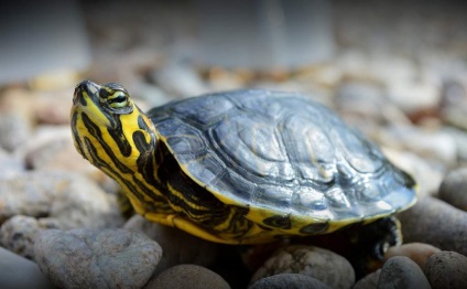 Édesvízi teknős otthon és az élet egy terrárium (teknős) Édesvízi teknős otthoni életük a terráriumban