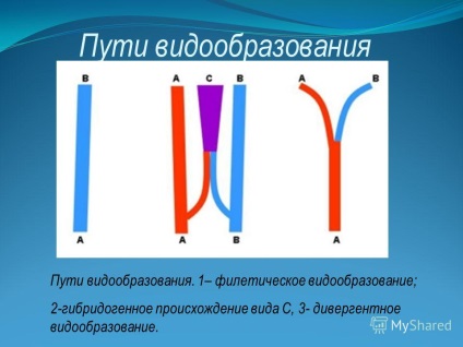 Előadás a téma eredményeként speciation mikroevolúció